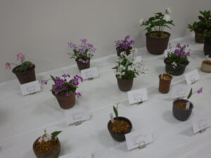 R7山野草展　イワチドリ