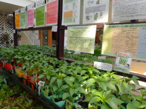 ハーブと野菜展　ピーマン苗と育て方の掲示物