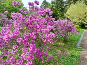 ヨドガワツツジ