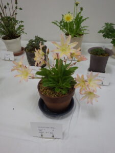 レイウィシア　トゥイーディー