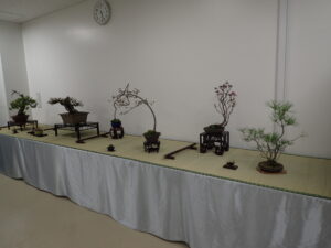 北海道の盆栽づくり5月展