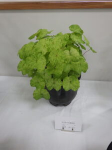 タツタソウ斑入り葉