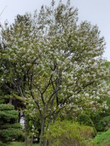 ジューンベリー 