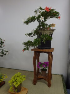 サツキの懸崖仕立て