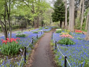 ムスカリの小径のムスカリとチューリップ北側から撮影