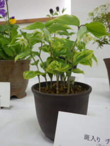 R7山野草展　斑入りチゴユリ