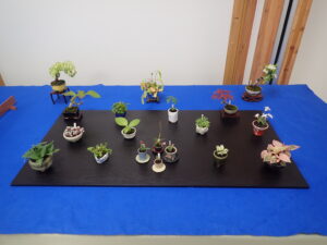 ミニ盆草の平飾り