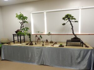 北海道の盆栽づくり6月展席飾り