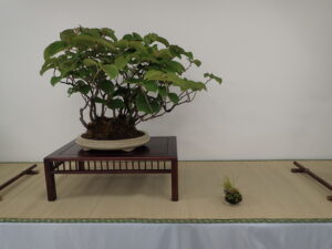 オオカメノキの席