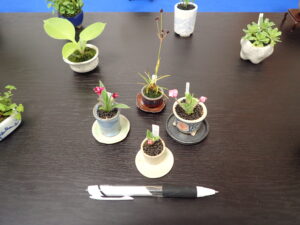 ミニ盆草とボールペンでサイズ比較