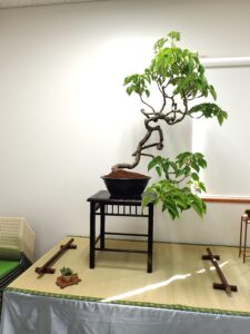 イワガラミの席