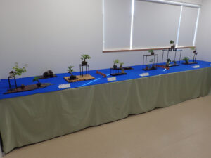 「春のミニ盆栽と山野草展」はじまります