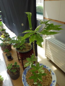 コウライテンナンショウ花も斑入り