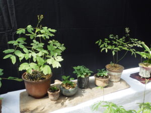 右からルイヨウショウマ、ヒメトクダマギボウシ、ルイヨウショウマ