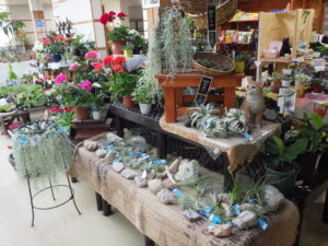 チランジア販売 (1)