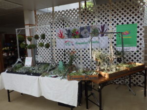 チランジア販売 (2)