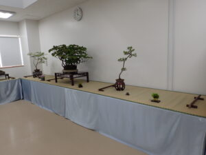 「北海道の盆栽づくり6月展」はじまります