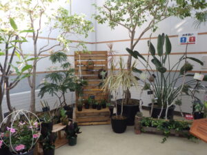 R7エアープランツ展 (4)