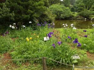 20250704_ハナショウブ