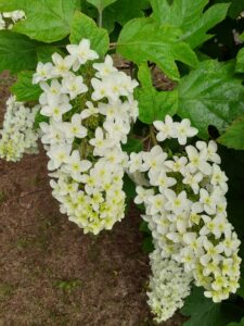 新芝生広場　柏葉アジサイ (1)