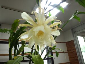 月下美人とアトリウムの開花情報