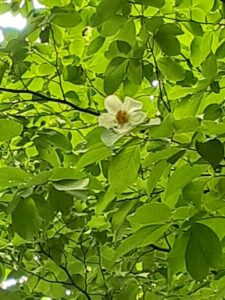 20250704_ナツツバキ