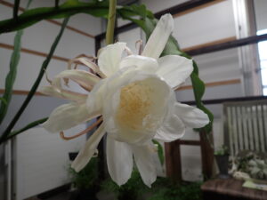 月下美人が開花しています