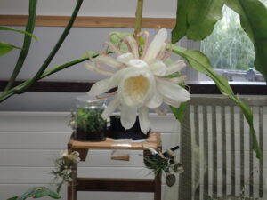 月下美人の花姿 やや全体がわかる画像