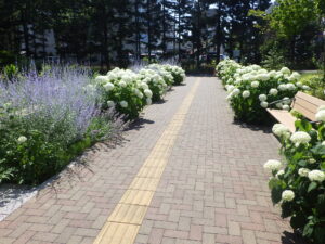センター横のアナベルとロシアンセージの列植