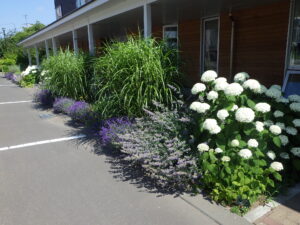 センター前アナベルとラベンダー