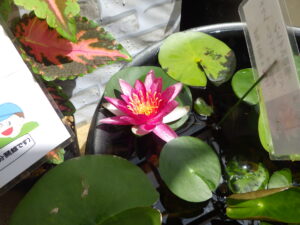 温帯睡蓮ベイビーズレッド