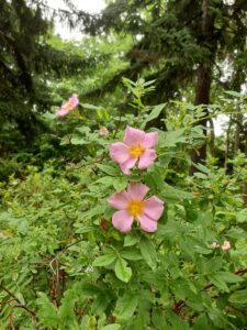 20250704_カラフトイバラ