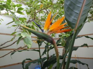 ゴクラクチョウカ