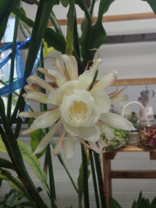 月下美人が開花しています