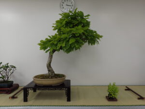 明日から「北海道の盆栽づくり8月展」がはじまります