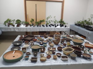 各種盆栽用苗と盆栽鉢の販売品