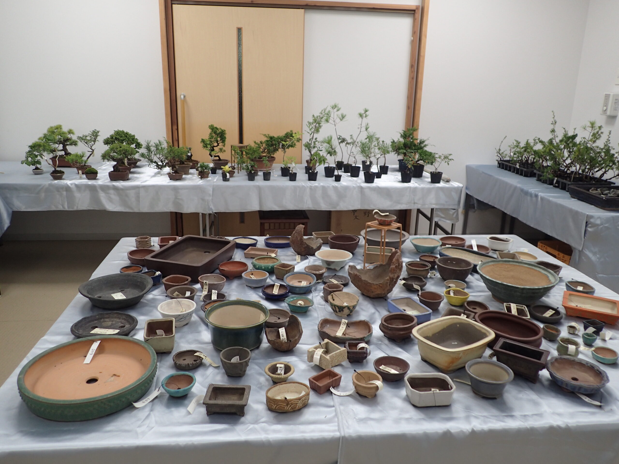 みごとな姫厳龍　鉢ごと発送！！ ことほぐギフト| 銀座菊廼舎 冨貴寄(ふきよせ) | 銀座菊廼舎〈公式