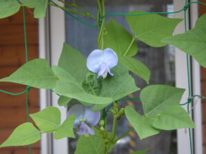 シカクマメの水色の花