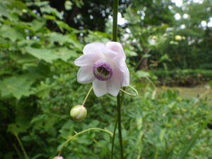 レンゲショウマ