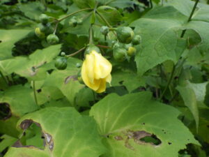 野草園ほか園内の開花情報