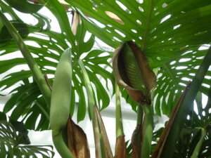 モンステラの花と蕾