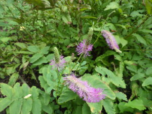 エゾトウウチソウ