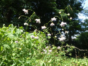 レンゲショウマ