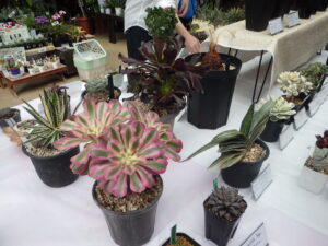 R7サボテンと多肉植物展 