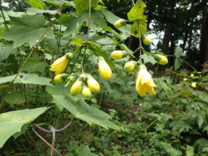 園内開花情報　野草園より