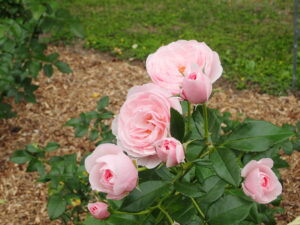 園内開花情報　花木園より
