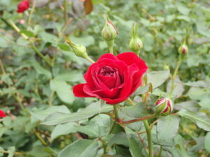 深みのある赤いバラ