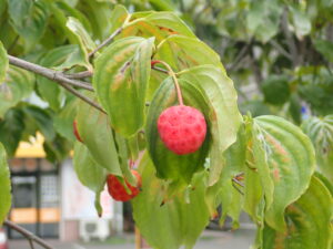 木になっているイチゴの様な形の赤い実