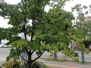 ヤマボウシの赤い実