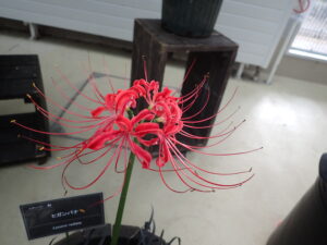 鉢植えで開花したヒガンバナ